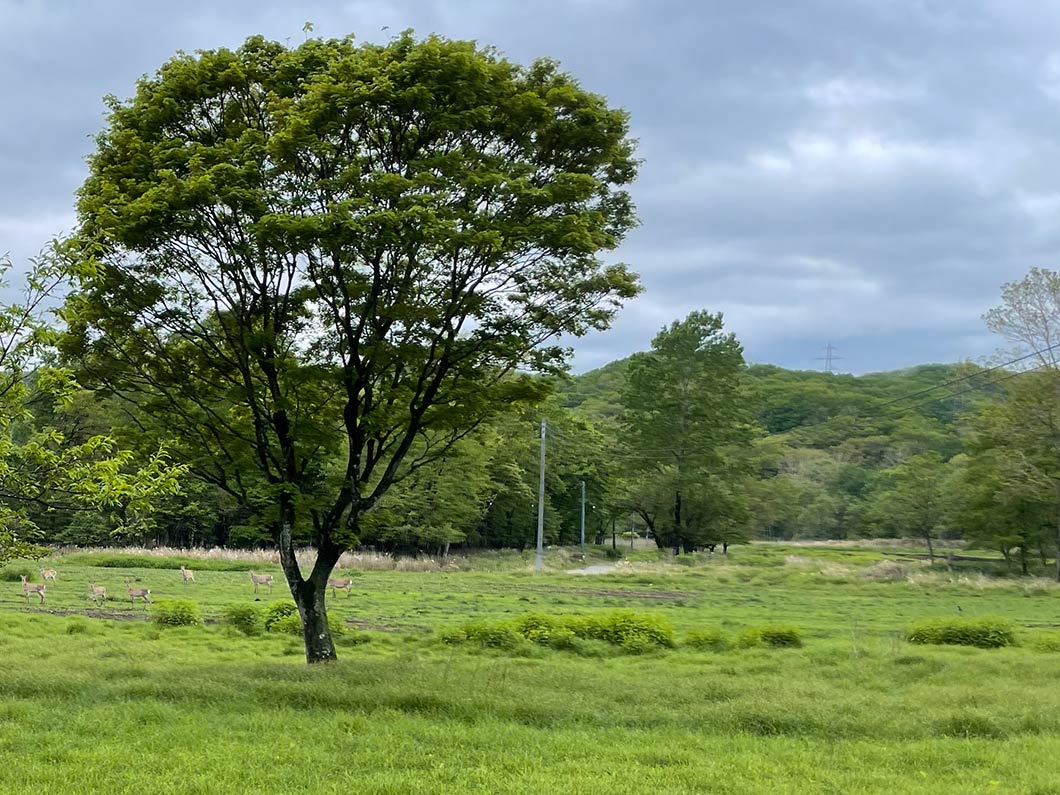 HAKUGIN